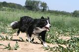 BORDER COLLIE 223
